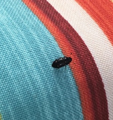 Glischrochilus siepmanni