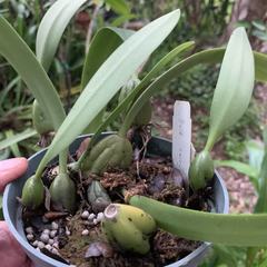 Bulbophyllum careyanum