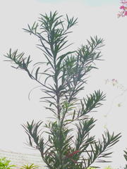 Podocarpus latifolius