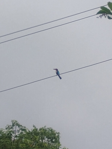 White-throated Kingfisher