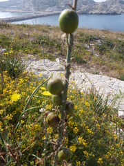 Asphodelus cerasiferus