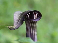 Arisaema serratum