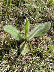 Hieracium longipilum
