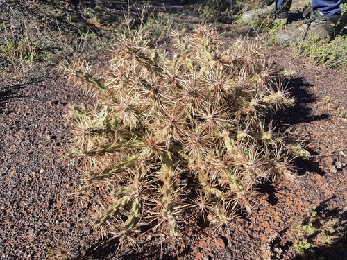 Cylindropuntia tunicata, photograph 2