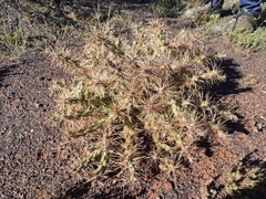 Cylindropuntia tunicata, photograph author not stated, no rights reserved