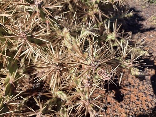Cylindropuntia tunicata, photograph 3