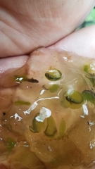 Oophila amblystomatis