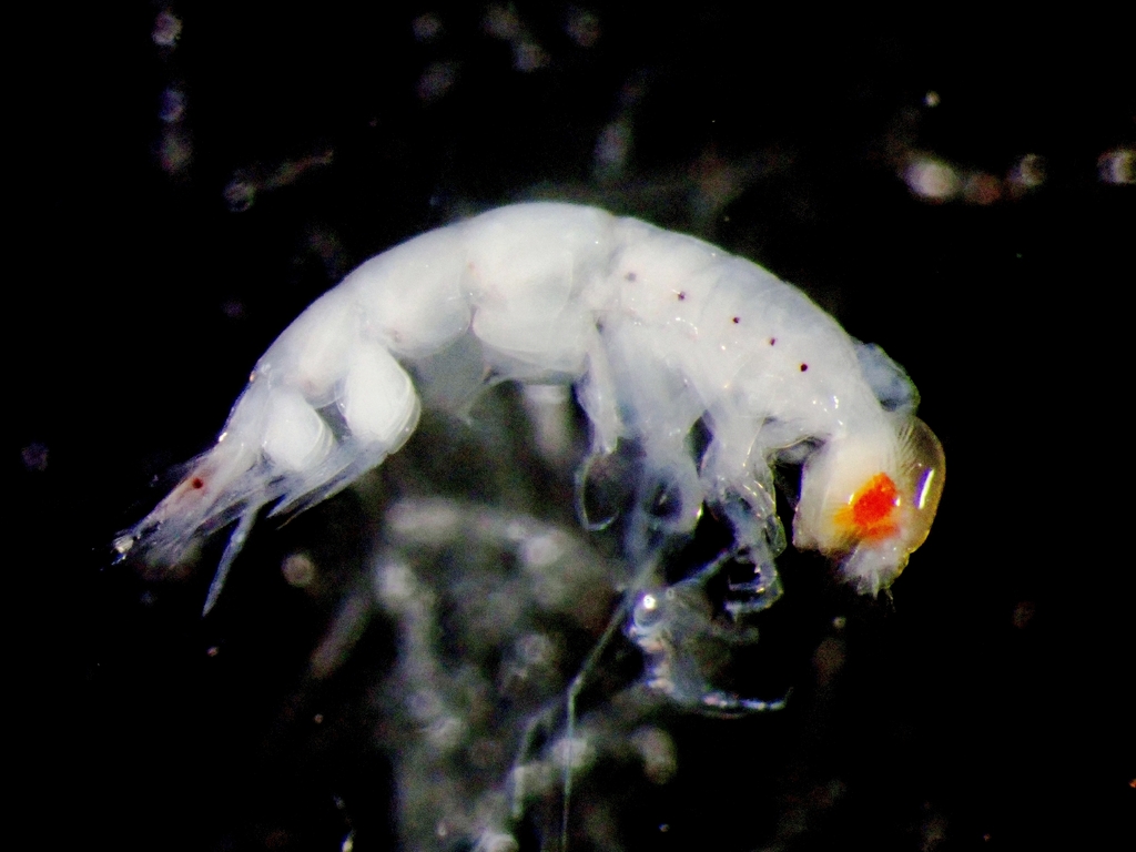 Lycaeopsis zamboangae