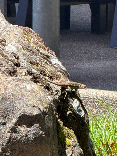 Western Fence Lizard seen in Sonoma Valley