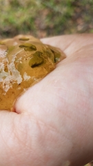 Oophila amblystomatis