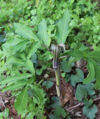 Arisaema serratum