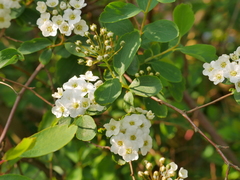 Spiraea × vanhouttei