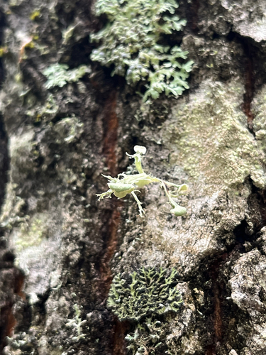 Fan Ramalina
