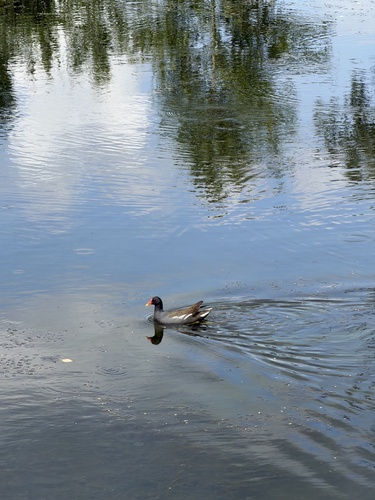 Common Moorhen