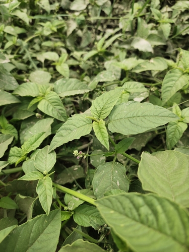 False Amaranth
