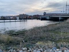 Phragmites australis