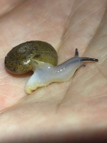 iNaturalist observation photo of California Lancetooth Snail