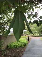 Aesculus pavia