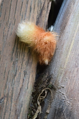 Phlebodium decumanum