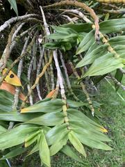 Dendrobium goldschmidtianum