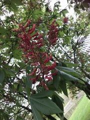 Aesculus pavia