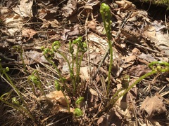 Athyriaceae