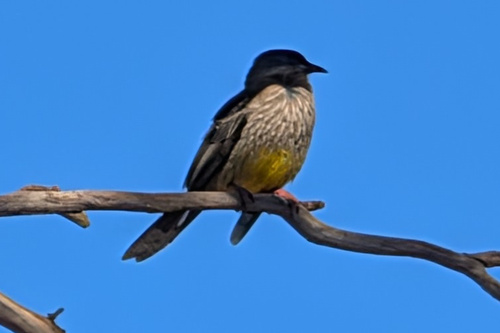 Red Wattlebird