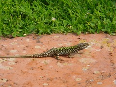 Podarcis muralis