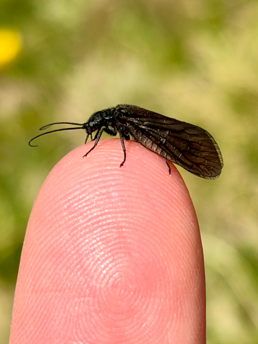 iNaturalist observation photo of Sialis californica species group