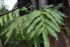 Phlebodium decumanum