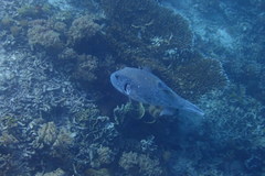 Arothron caeruleopunctatus