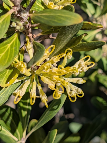 Olive Grevillea