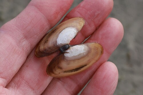 Double-rayed Sunset Clam