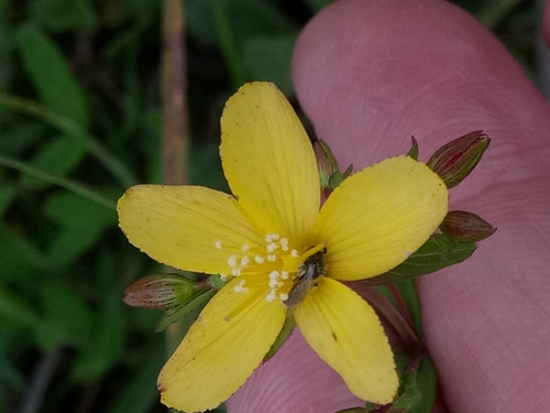 Hypericum australe (Hypericum australe)