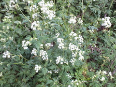 Anthriscus sylvestris