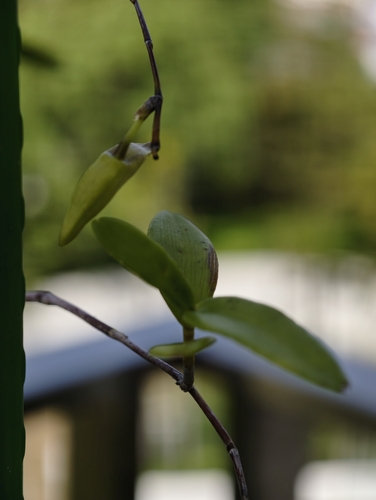 Dendrobium crumenatum, photograph 5