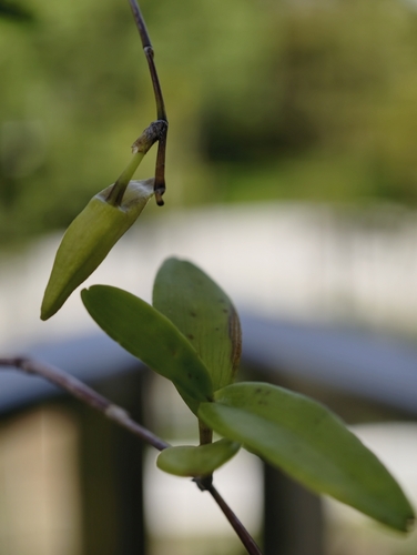Dendrobium crumenatum, photograph 6