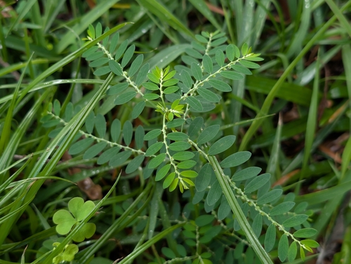 Phyllanthus debilis, photograph 3