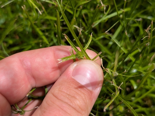 Cyperus brevifolius observed 2026-07-06