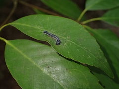 Chrysaeglia magnifica