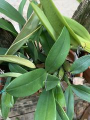Dendrobium speciosum grandiflorum
