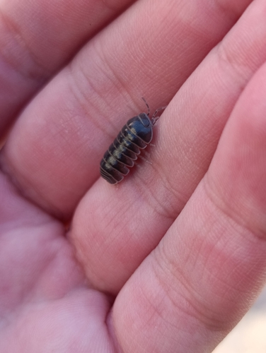 Armadillo officinalis