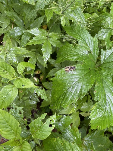 Common Asian Yellowjacket