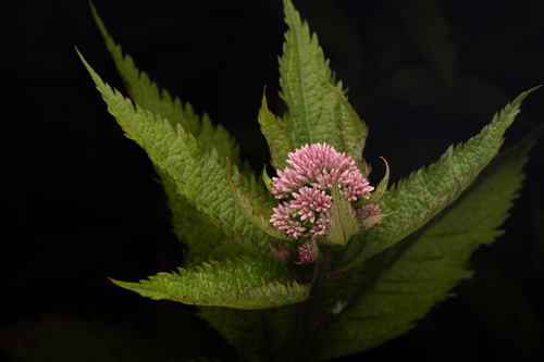 Eupatorium glehnii, photograph 6