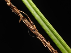(c) Angus Campbell, some rights reserved (CC BY) Carex uncinata, photograph (c) Angus Campbell, some rights reserved (CC BY)