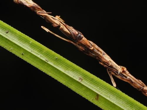 Carex uncinata, photograph 3
