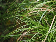 (c) Angus Campbell, some rights reserved (CC BY) Carex uncinata, photograph (c) Angus Campbell, some rights reserved (CC BY)