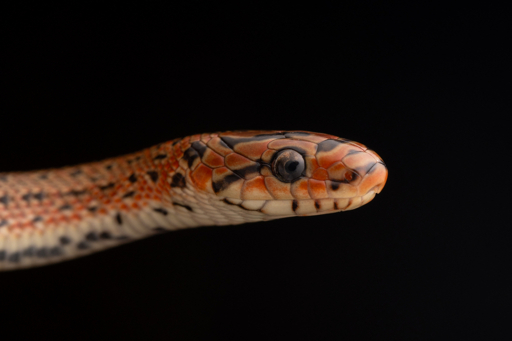 Japanese Forest Ratsnake