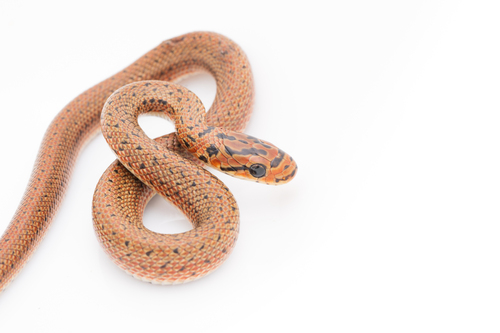 Burrowing Ratsnake, Euprepiophis conspicillata