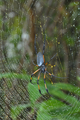 Trichonephila inaurata inaurata
